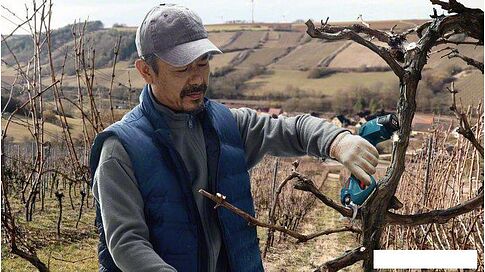 Секатор Bosch Pro Pruner Professional 06019K1021 (с 2-мя АКБ)