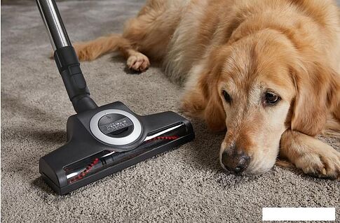 Пылесос Miele Complete C3 Cat & Dog Flex SGEF5 (оранжевый)