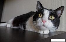 Соковыжималка Ariete Vintage 413/03