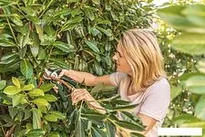 Секатор Bosch EasyPrune