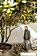 Пылесос Karcher WD 6 P S V 1.628-360.0