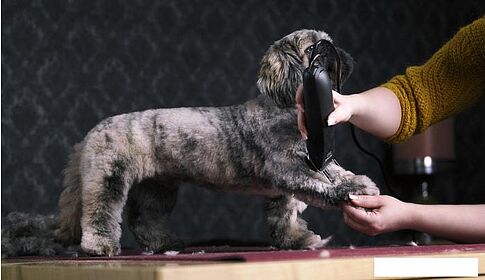 Машинка для стрижки  Moser Max 45 1245-0077