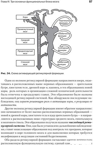 Книга издательства Питер. Основы нейропсихологии (Лурия А.Р.)