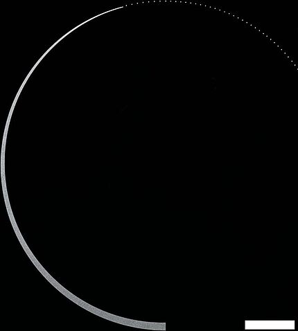 Варочная панель Krona Neckar 60 BL