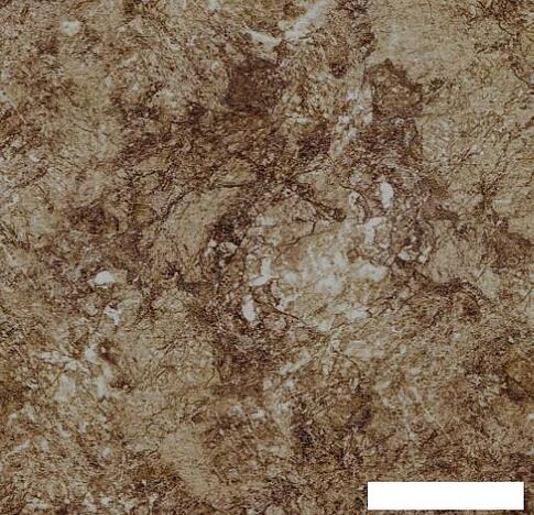 Готовая кухня Кортекс-мебель Корнелия Лира 1.5x2.2 (дуб сонома/венге/мадрид)