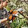 Аккумуляторная пила STIHL GTA 26 SET 25см (с 1-им АКБ)