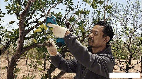 Секатор Bosch Pro Pruner Professional 06019K1021 (с 2-мя АКБ)