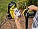 Мойка высокого давления Karcher K7 Premium Smart Control Anti-Twist Flex 1.317-237.0