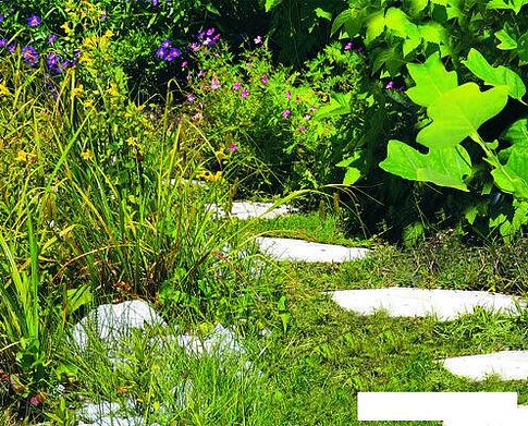 Кусторез + ножницы Einhell GE-CG 12 Li WT (с АКБ)